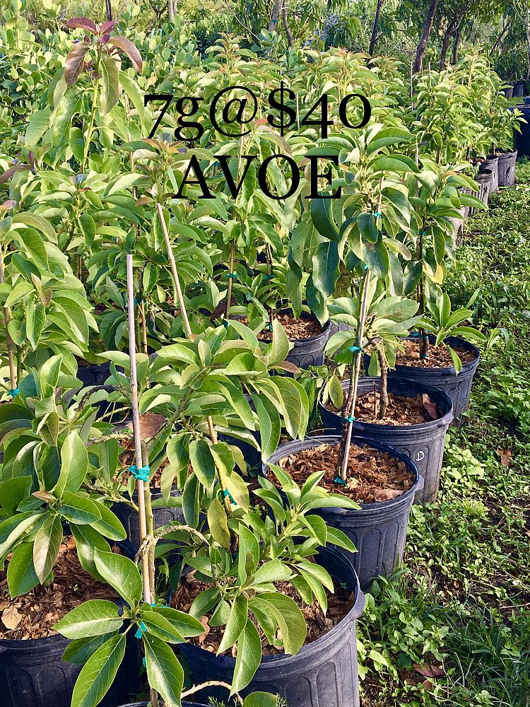 fruit-trees-deciduous