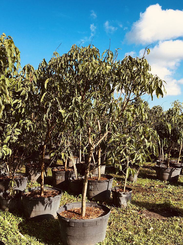 fruit-trees-deciduous