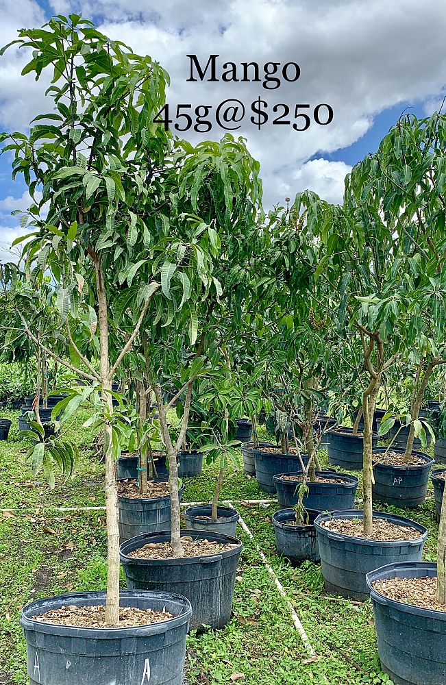 fruit-trees-deciduous