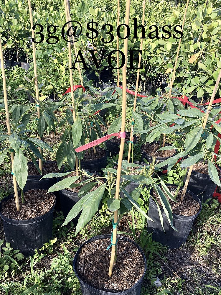 fruit-trees-deciduous