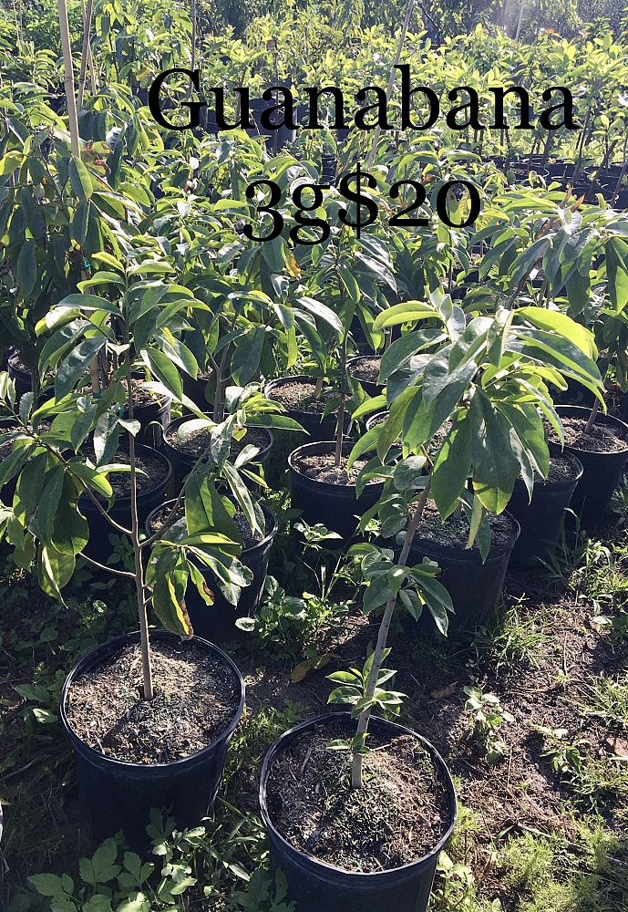 fruit-trees-deciduous