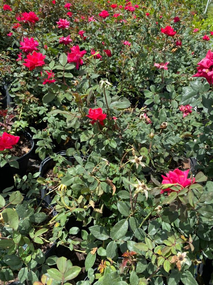 fuchsia-baby-rose