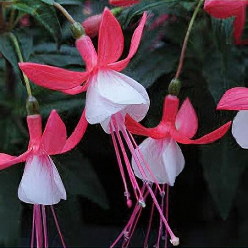 fuchsia