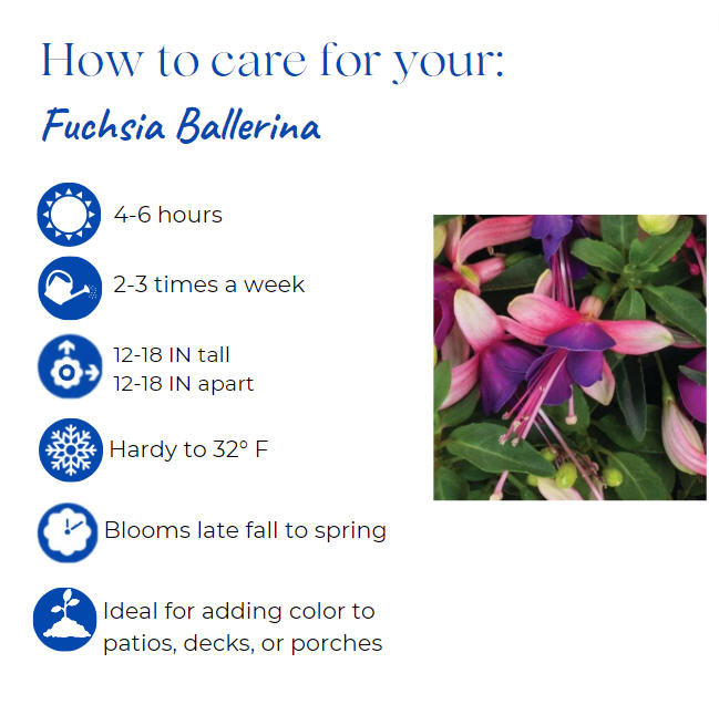 fuchsia