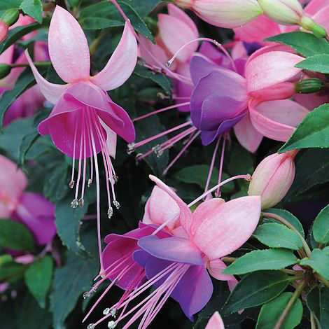 fuchsia