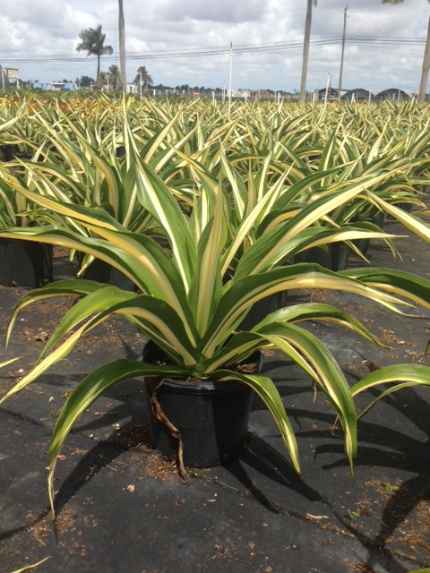 furcraea-foetida-false-agave-furcraea-gigantea-mauritius-hemp