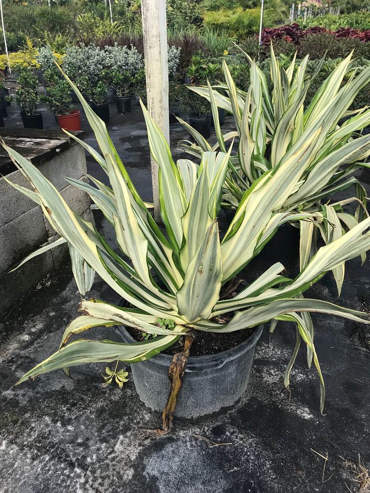 furcraea-foetida-false-agave-furcraea-gigantea-mauritius-hemp