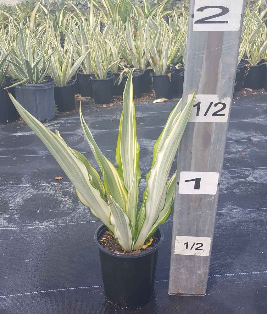 furcraea-foetida-false-agave-furcraea-gigantea-mauritius-hemp