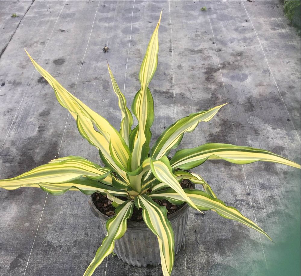 furcraea-foetida-false-agave-furcraea-gigantea-mauritius-hemp