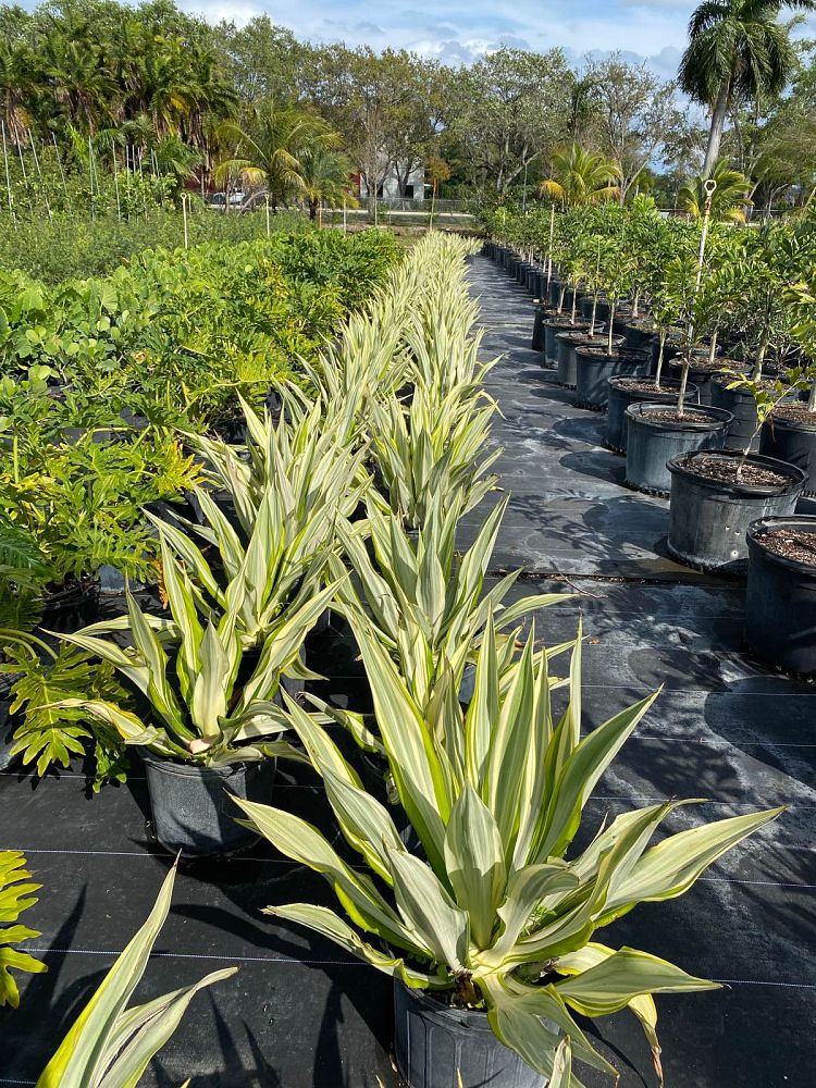 furcraea-foetida-false-agave-furcraea-gigantea-mauritius-hemp
