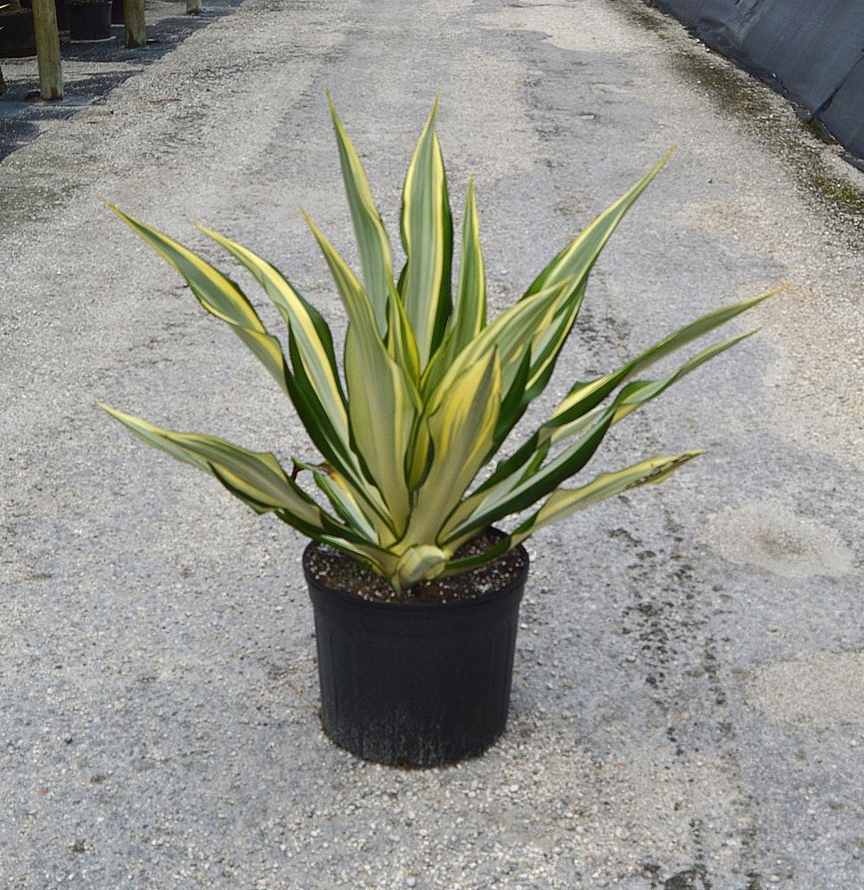 furcraea-foetida-false-agave-furcraea-gigantea-mauritius-hemp