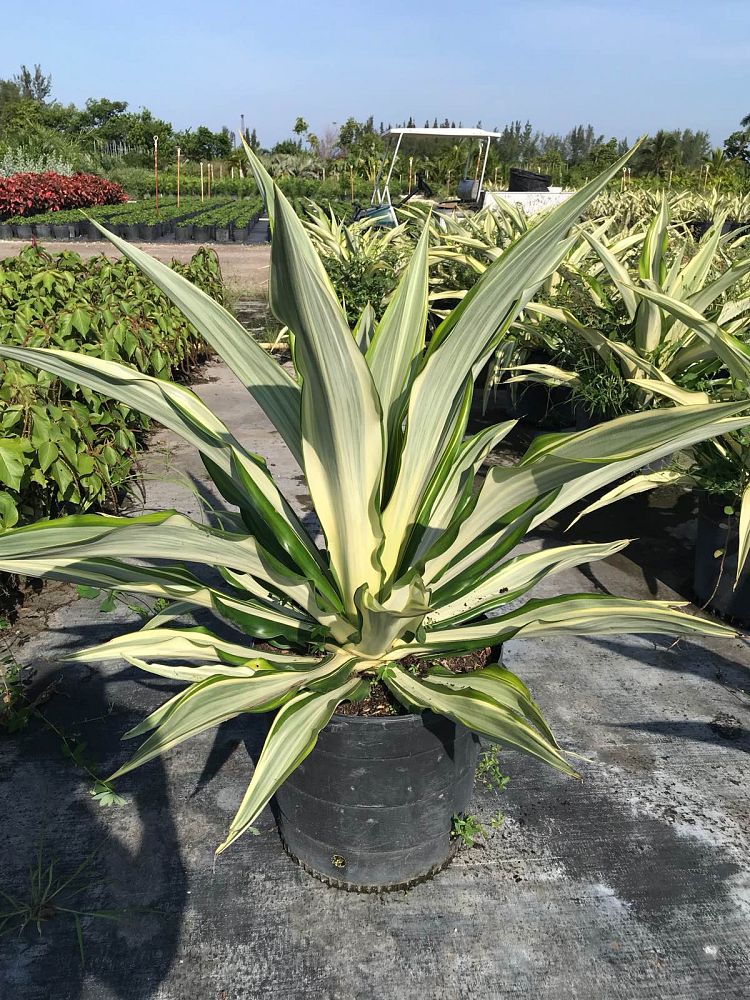 furcraea-foetida-false-agave-furcraea-gigantea-mauritius-hemp