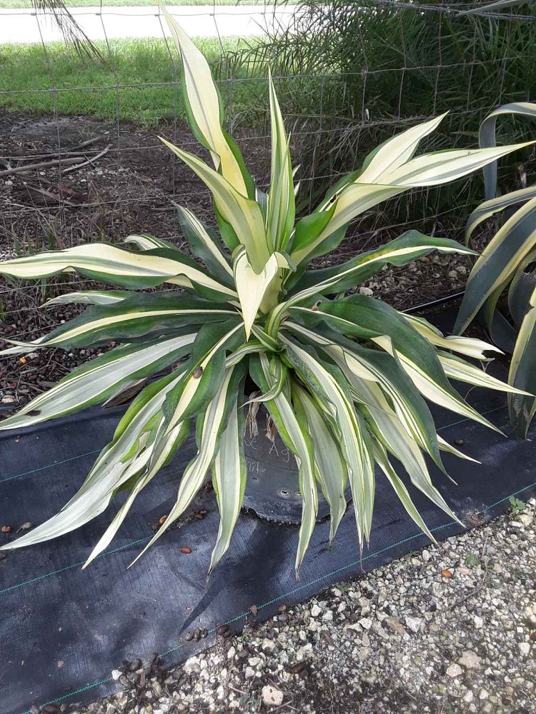 furcraea-foetida-false-agave-furcraea-gigantea-mauritius-hemp