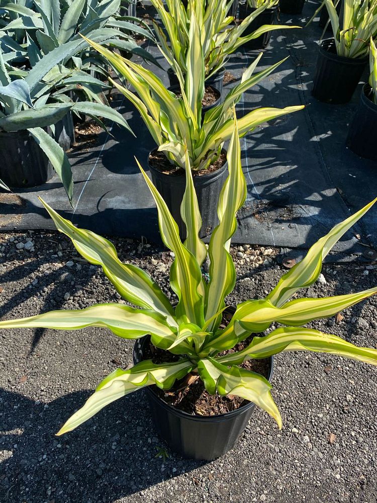furcraea-foetida-false-agave-furcraea-gigantea-mauritius-hemp