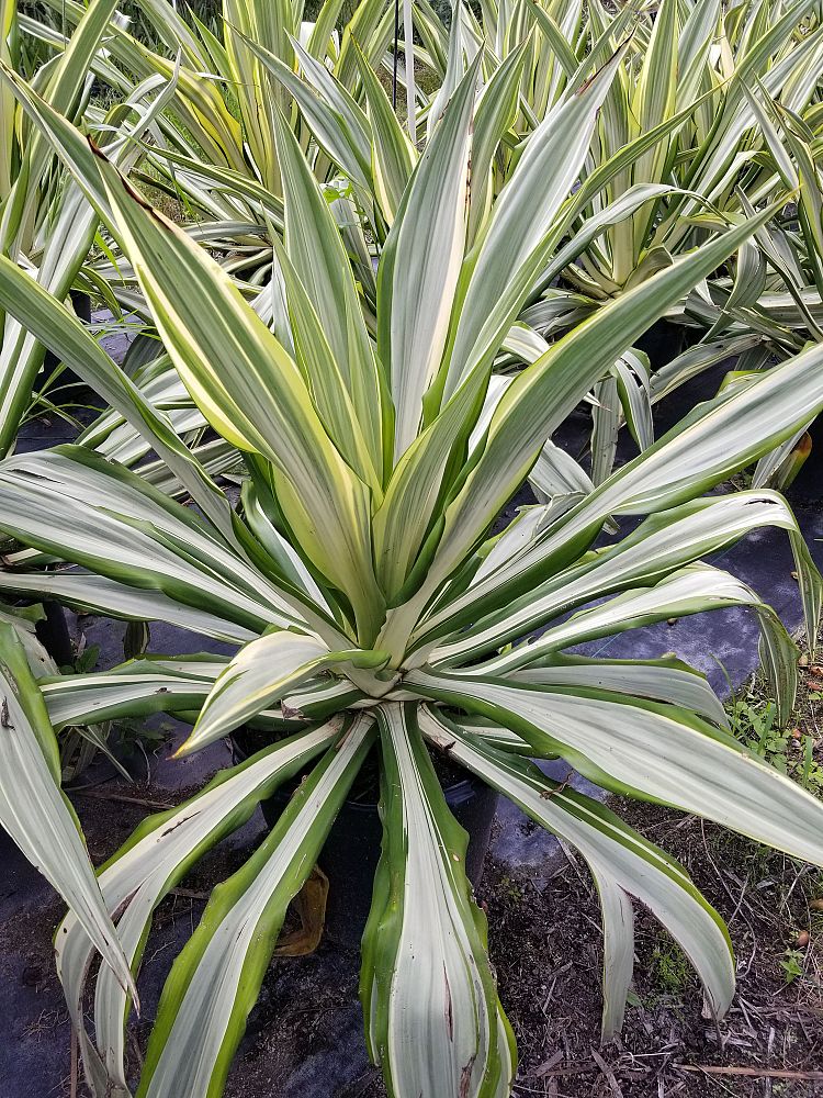 furcraea-foetida-false-agave-furcraea-gigantea-mauritius-hemp