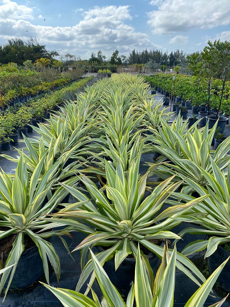 furcraea-foetida-false-agave-furcraea-gigantea-mauritius-hemp