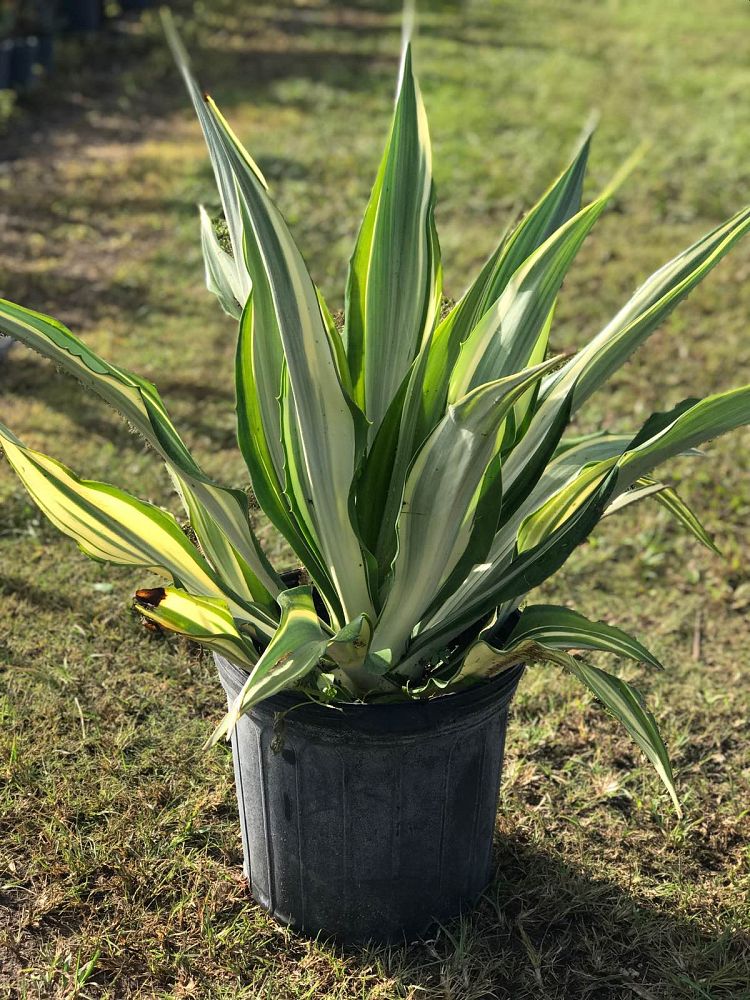 furcraea-foetida-false-agave-furcraea-gigantea-mauritius-hemp