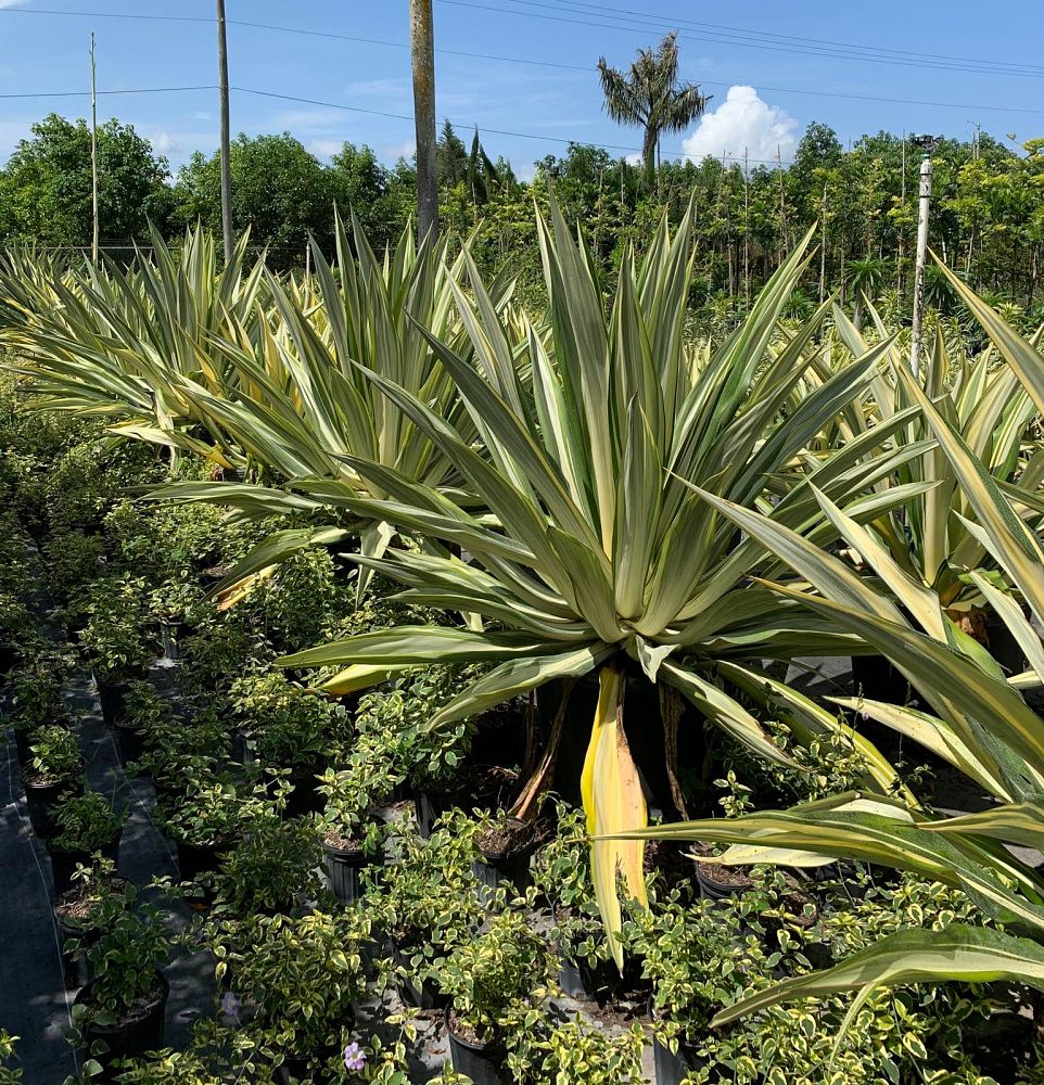 furcraea-foetida-false-agave-furcraea-gigantea-mauritius-hemp