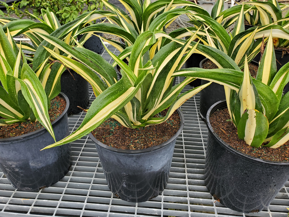furcraea-foetida-false-agave-furcraea-gigantea-mauritius-hemp