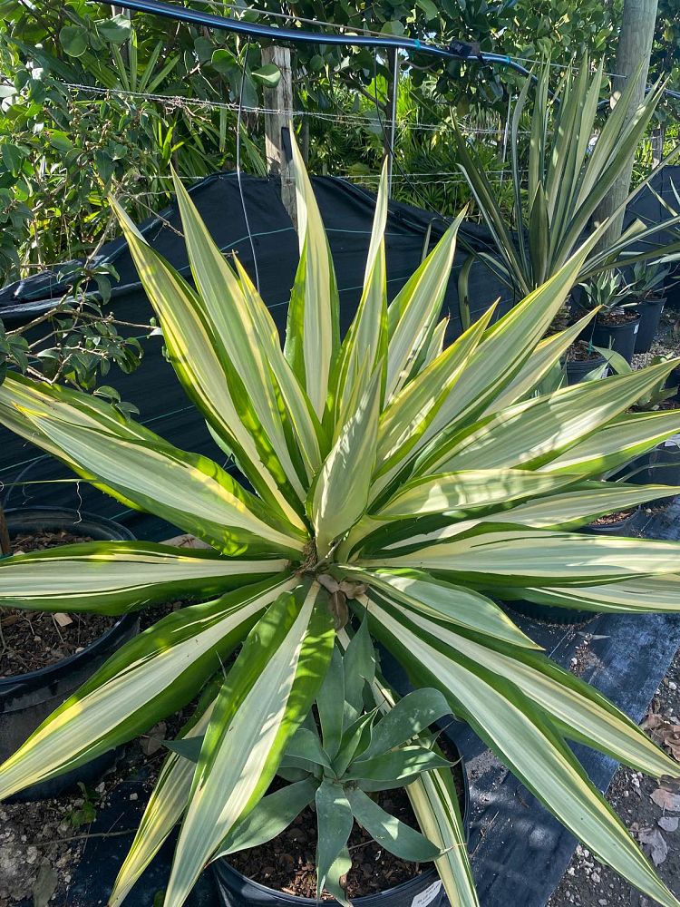 furcraea-foetida-false-agave-furcraea-gigantea-mauritius-hemp