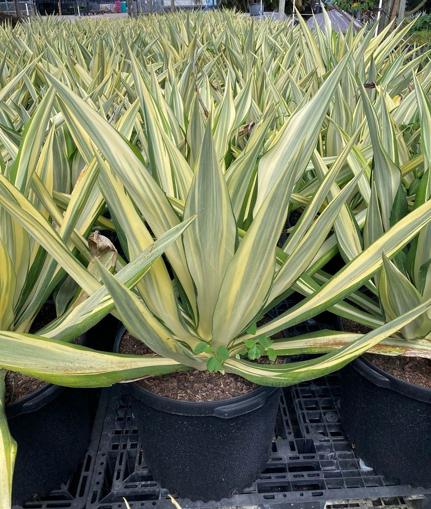 furcraea-foetida-false-agave-furcraea-gigantea-mauritius-hemp