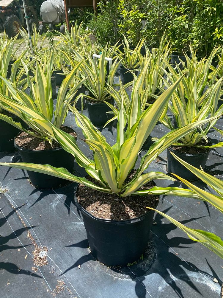 furcraea-foetida-false-agave-furcraea-gigantea-mauritius-hemp
