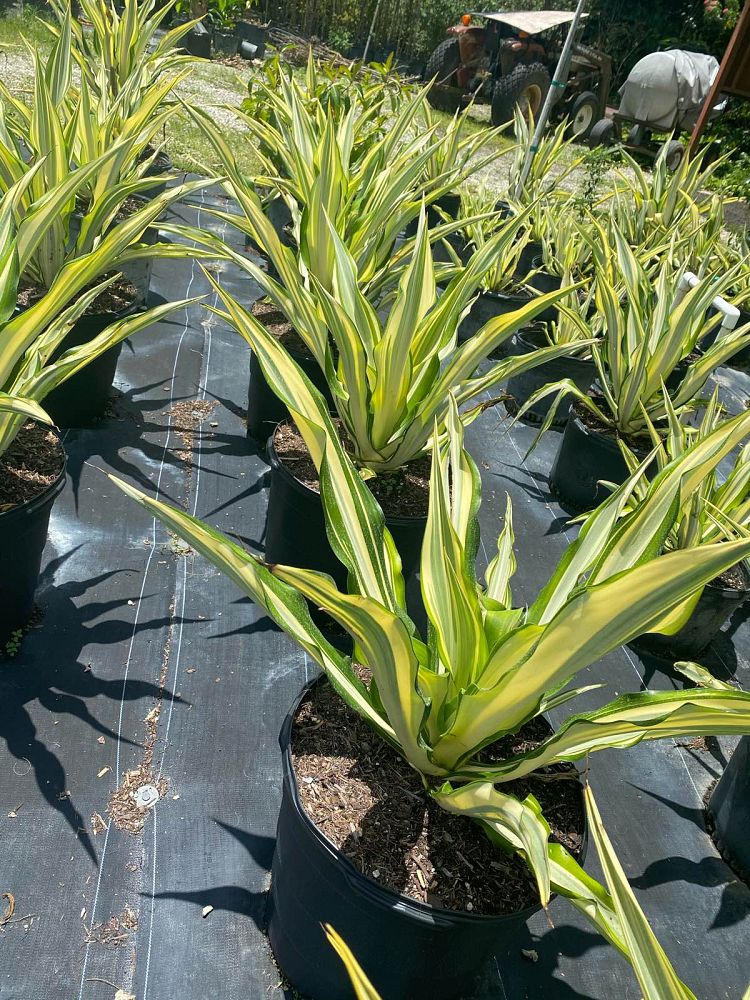 furcraea-foetida-false-agave-furcraea-gigantea-mauritius-hemp