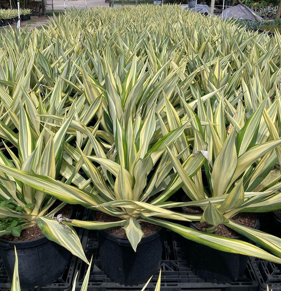 furcraea-foetida-false-agave-furcraea-gigantea-mauritius-hemp