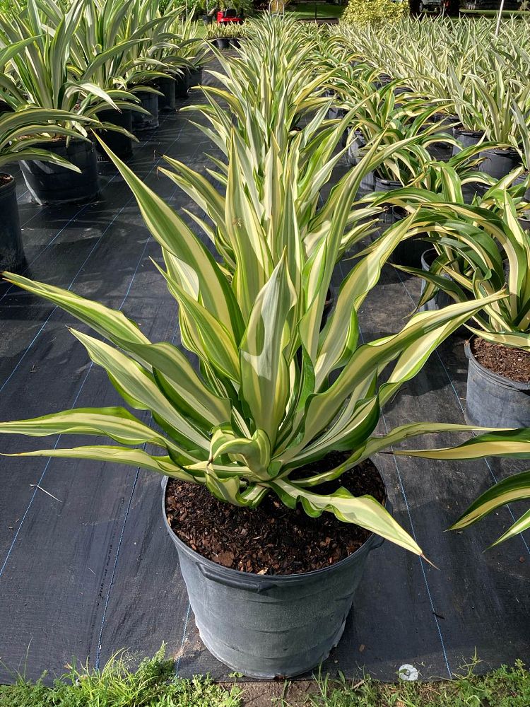 furcraea-foetida-false-agave-furcraea-gigantea-mauritius-hemp