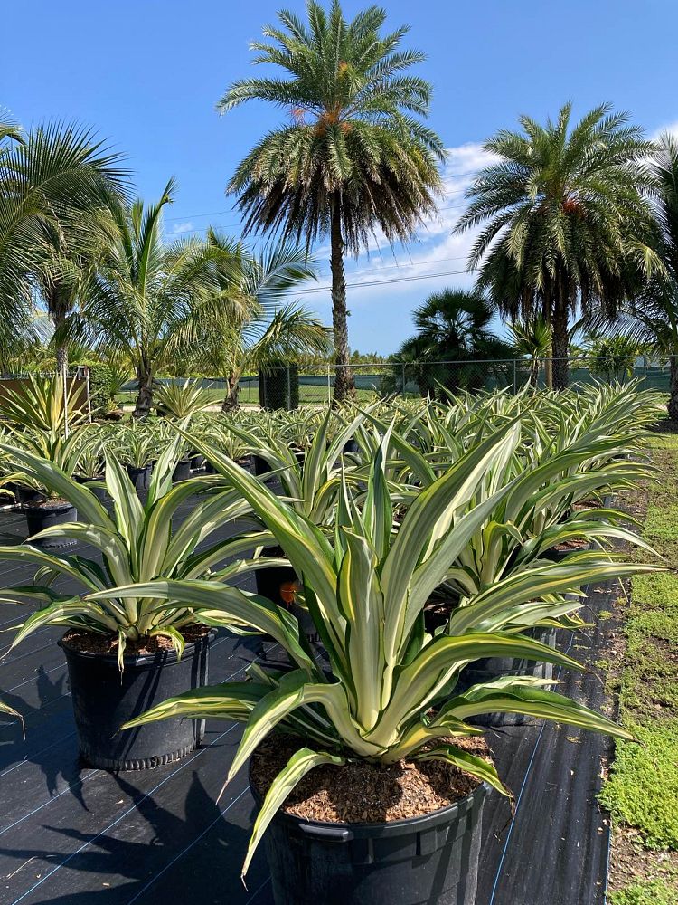 furcraea-foetida-false-agave-furcraea-gigantea-mauritius-hemp