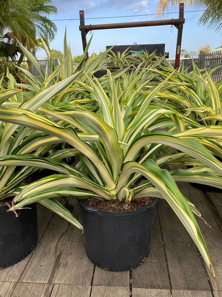 furcraea-foetida-false-agave-furcraea-gigantea-mauritius-hemp