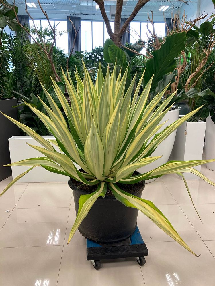 furcraea-foetida-false-agave-furcraea-gigantea-mauritius-hemp