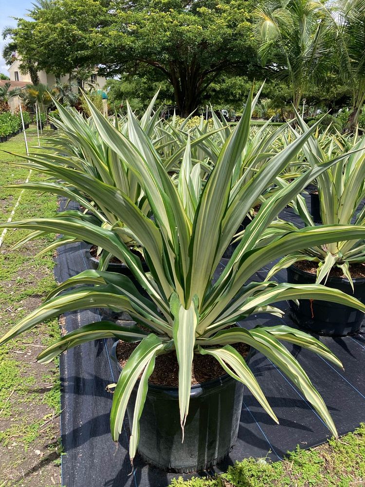 furcraea-foetida-false-agave-furcraea-gigantea-mauritius-hemp