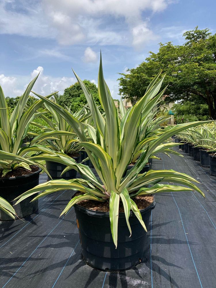 furcraea-foetida-false-agave-furcraea-gigantea-mauritius-hemp