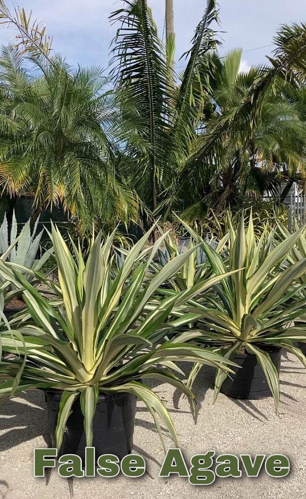 furcraea-foetida-false-agave-furcraea-gigantea-mauritius-hemp