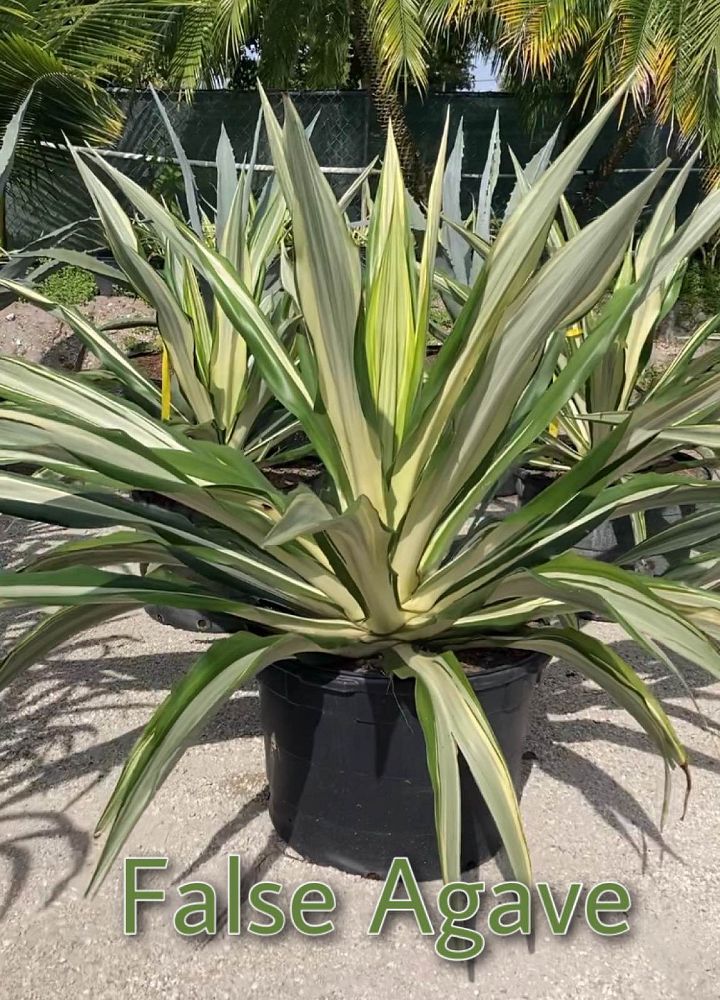 furcraea-foetida-false-agave-furcraea-gigantea-mauritius-hemp