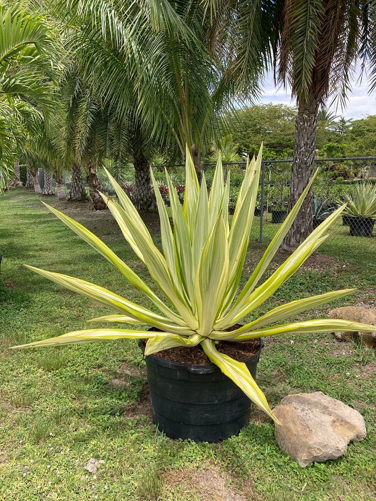 furcraea-foetida-false-agave-furcraea-gigantea-mauritius-hemp