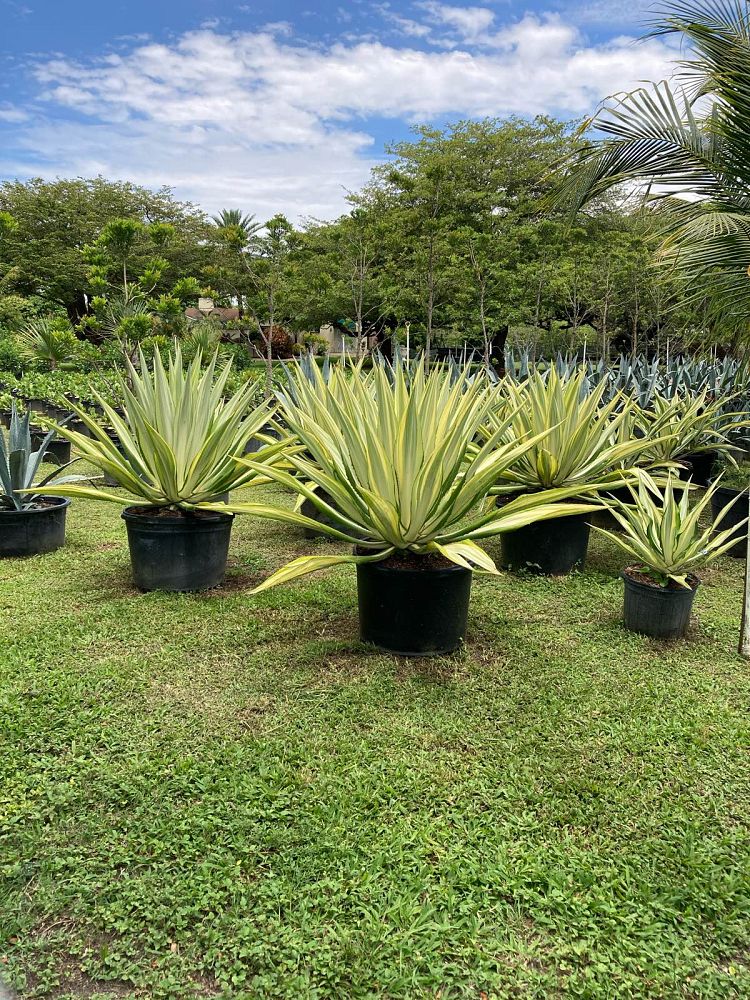 furcraea-foetida-false-agave-furcraea-gigantea-mauritius-hemp