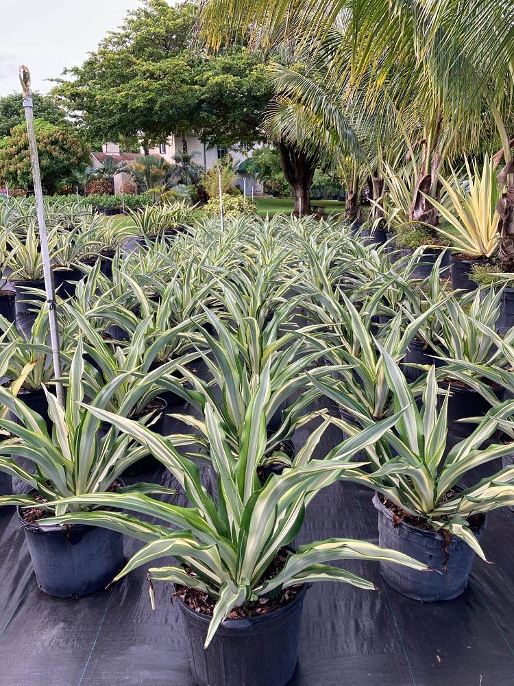 furcraea-foetida-false-agave-furcraea-gigantea-mauritius-hemp