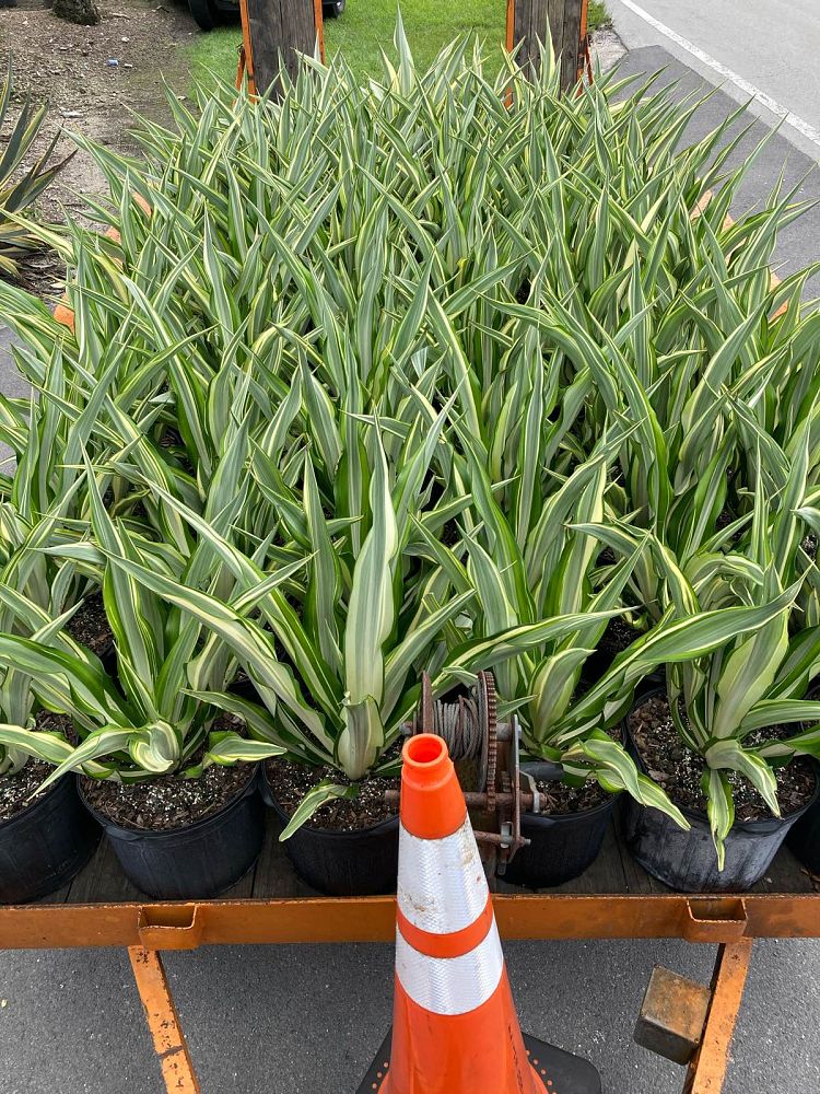 furcraea-foetida-false-agave-furcraea-gigantea-mauritius-hemp