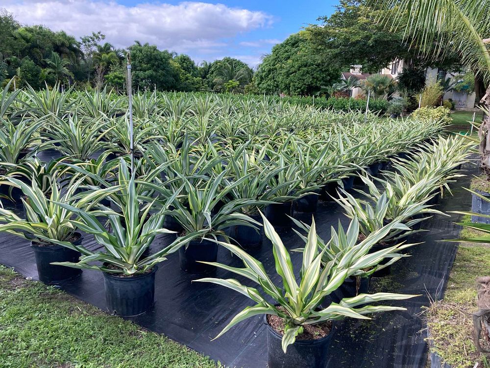 furcraea-foetida-false-agave-furcraea-gigantea-mauritius-hemp