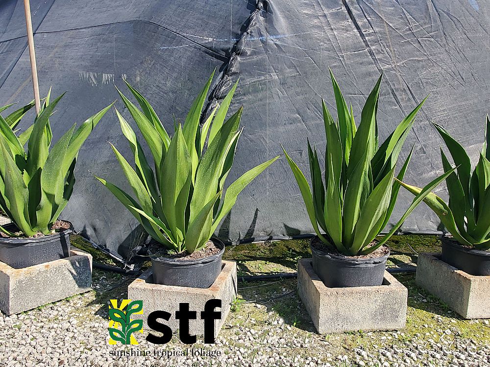 furcraea-foetida-false-agave-furcraea-gigantea-mauritius-hemp