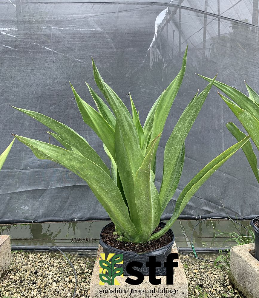 furcraea-foetida-false-agave-furcraea-gigantea-mauritius-hemp