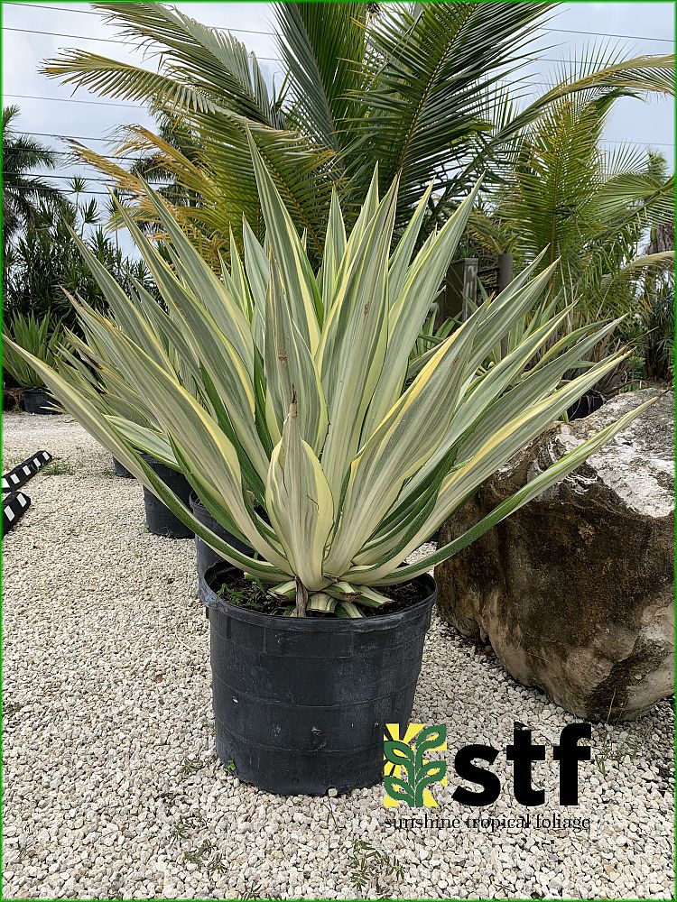 furcraea-foetida-false-agave-furcraea-gigantea-mauritius-hemp