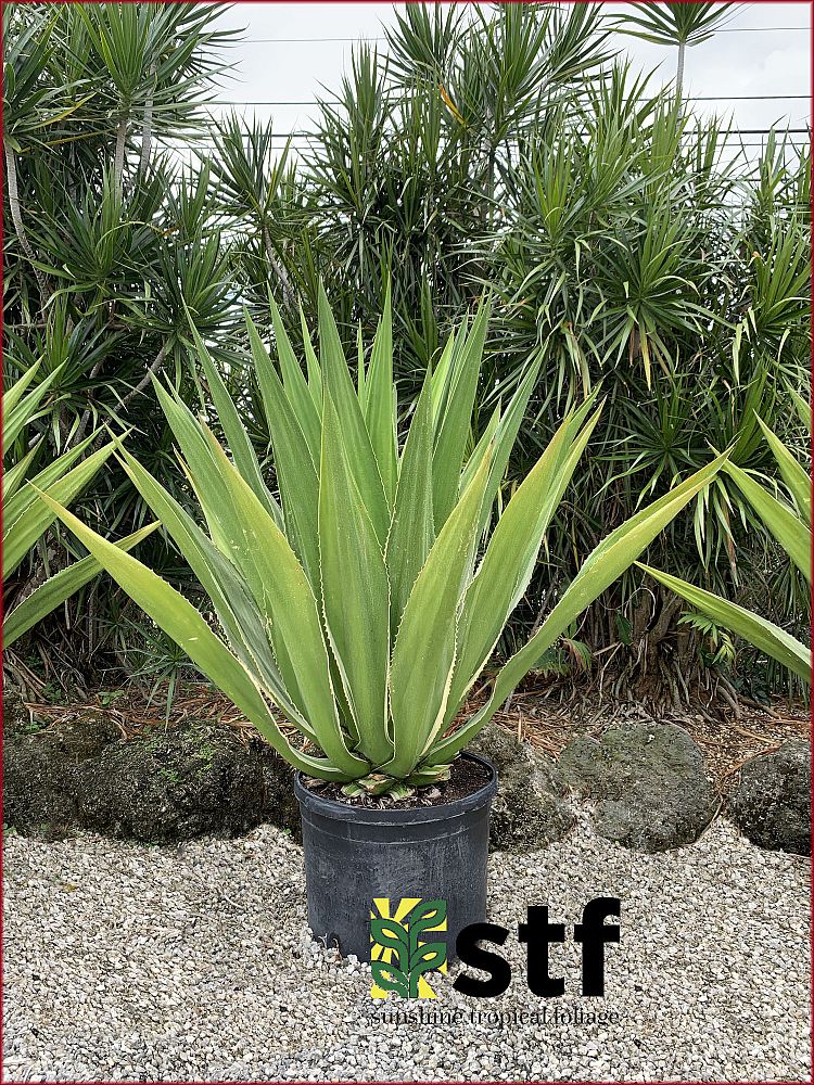 furcraea-foetida-false-agave-furcraea-gigantea-mauritius-hemp
