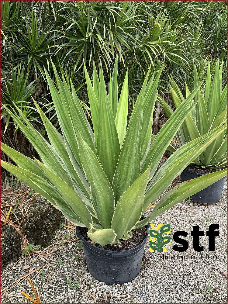 furcraea-foetida-false-agave-furcraea-gigantea-mauritius-hemp