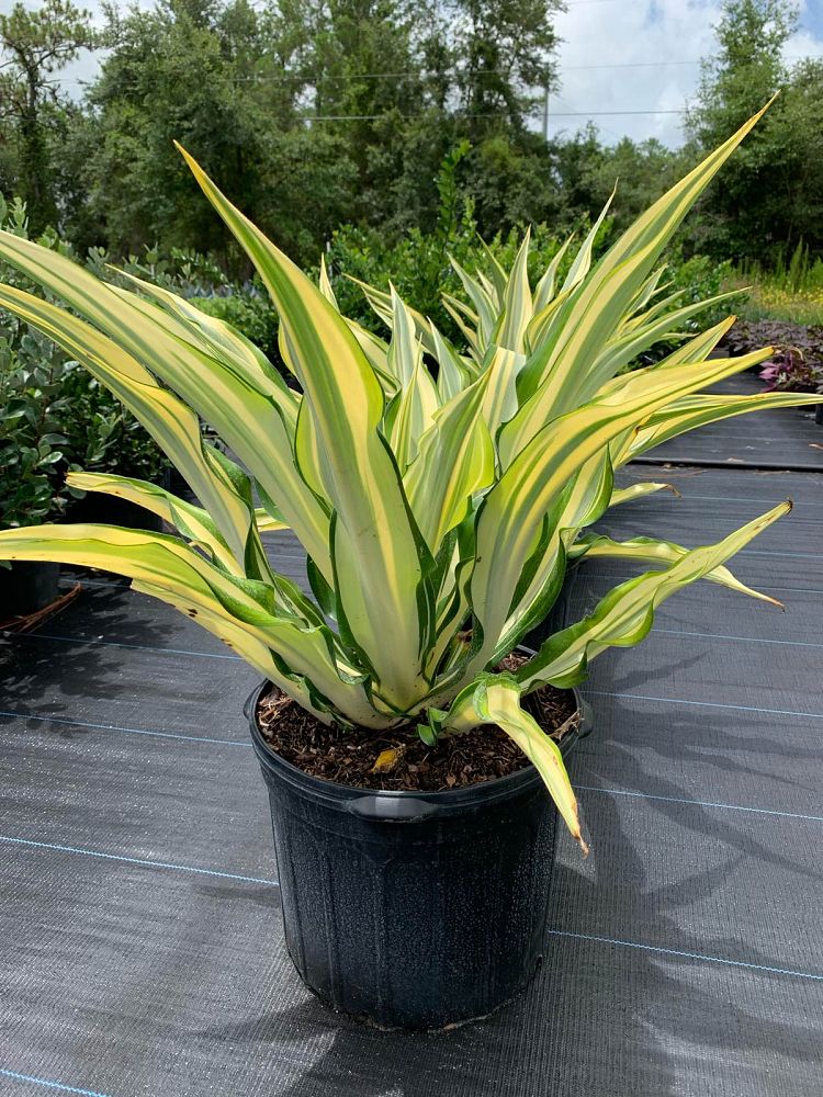 furcraea-foetida-false-agave-furcraea-gigantea-mauritius-hemp
