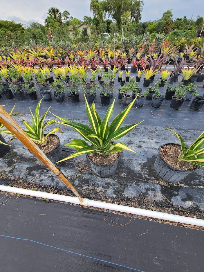 furcraea-foetida-false-agave-furcraea-gigantea-mauritius-hemp