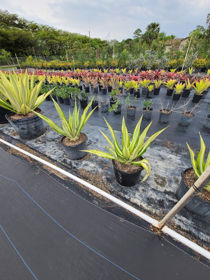 furcraea-foetida-false-agave-furcraea-gigantea-mauritius-hemp