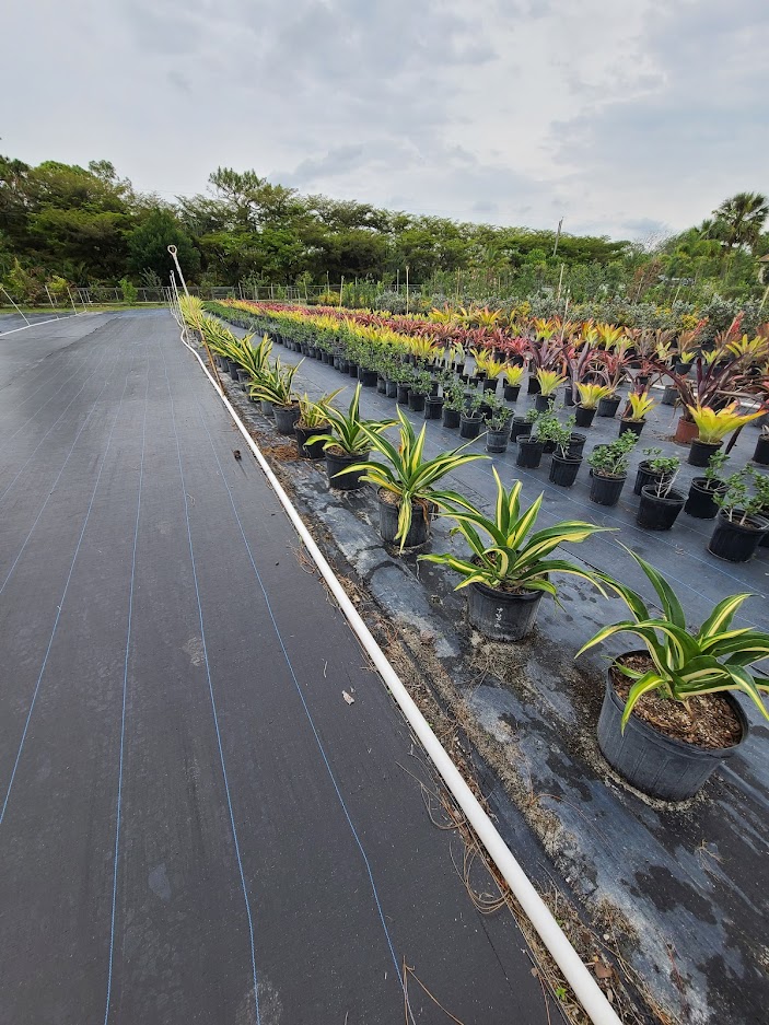 furcraea-foetida-false-agave-furcraea-gigantea-mauritius-hemp